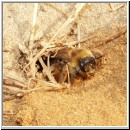 Dasypoda hirtipes - Hosenbiene w05.jpg